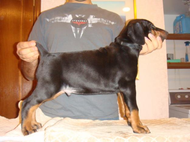 Doberman Pincher puppies